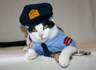 Gatti mettono in fuga i ladri