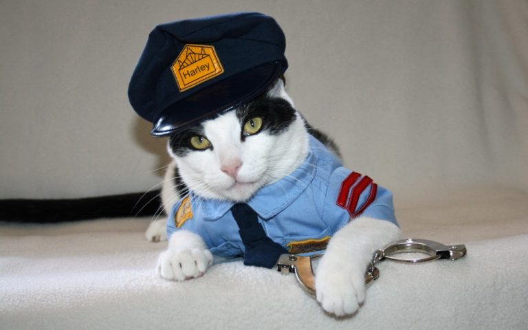 Gatti mettono in fuga i ladri