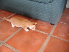 Gatto gioca con la cannetta