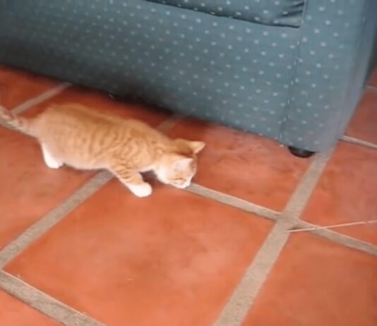 Gatto gioca con la cannetta