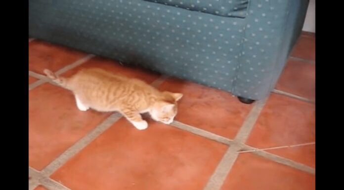 Il gattino Tiny gioca con la cannetta Gatto gioca con la cannetta