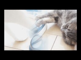 Gatti e palline