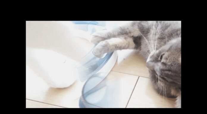 Dov’è la pallina? Gatti e palline