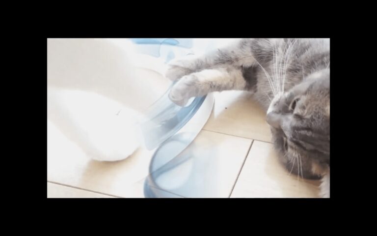 Gatti e palline
