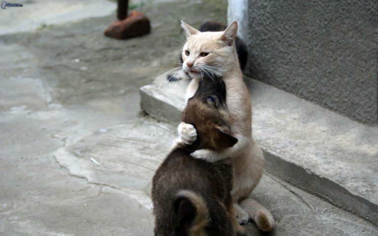 Cani e gatti: nemici o amici?