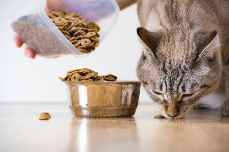 Il cibo secco: qualche suggerimento