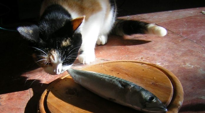 Fegato e pesce fanno bene al gatto?