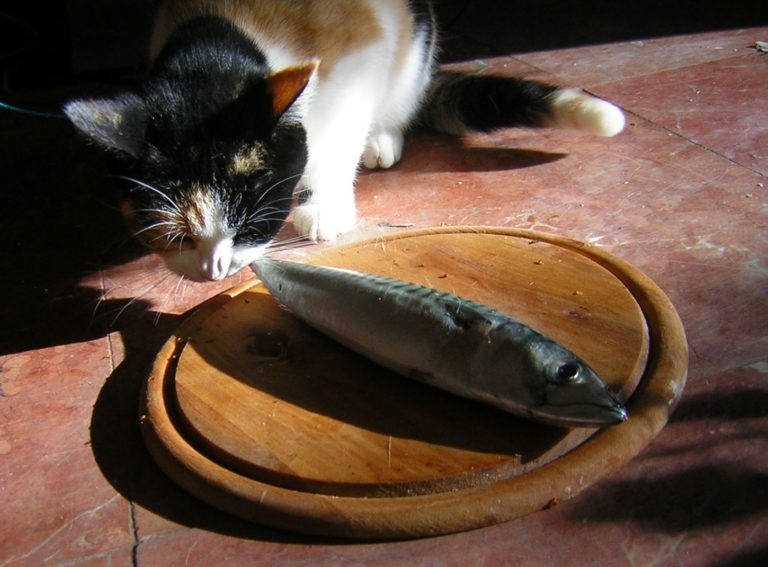 Fegato e pesce fanno bene al gatto?