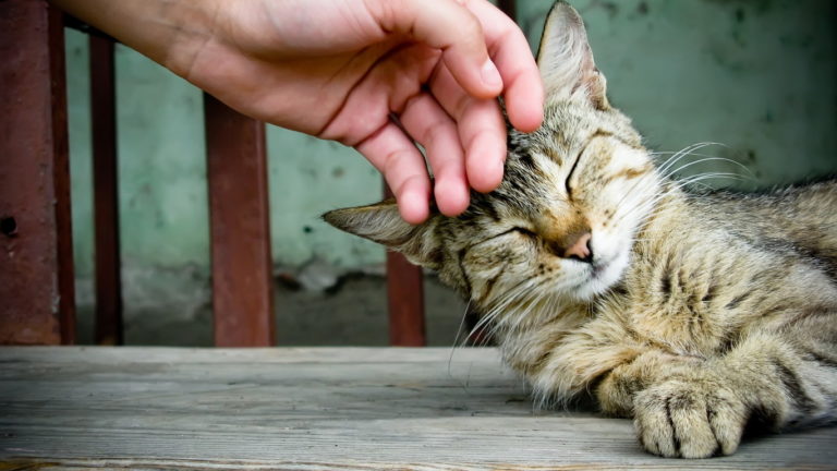 10 tipi di coccole per il vostro micio