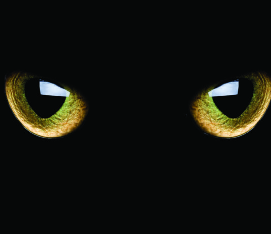 occhi di gatto catarifrangenti