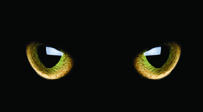 occhi di gatto catarifrangenti