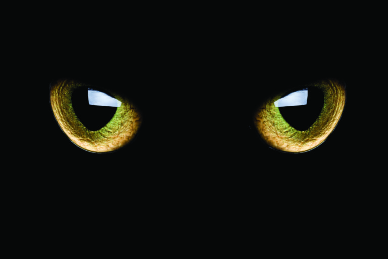 occhi di gatto catarifrangenti