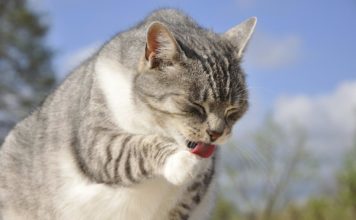 Le palle di pelo: come evitarle o ridurle gatti palle pelo