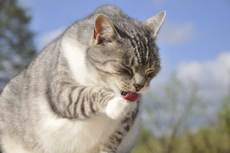 gatti palle pelo