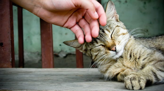 Le coccole? Meglio non esagerare