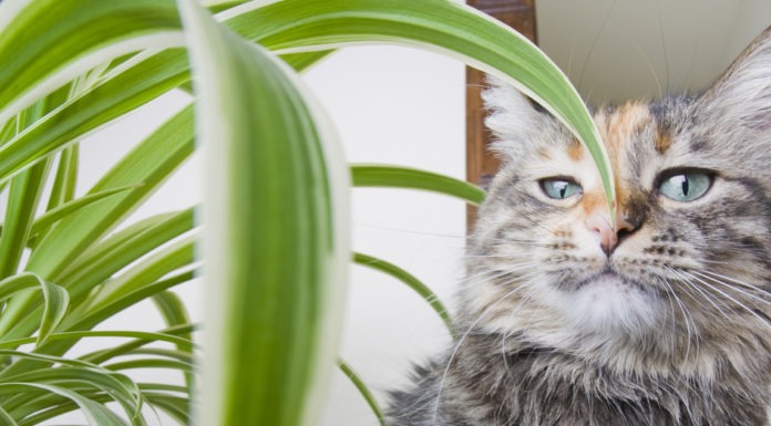 Piante velenose per gatti: ecco quali sono