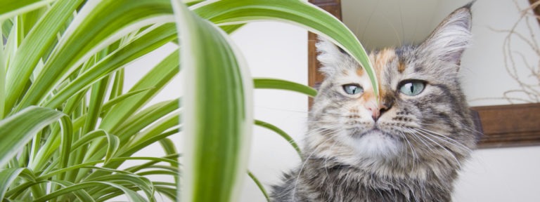 Piante velenose per gatti: ecco quali sono