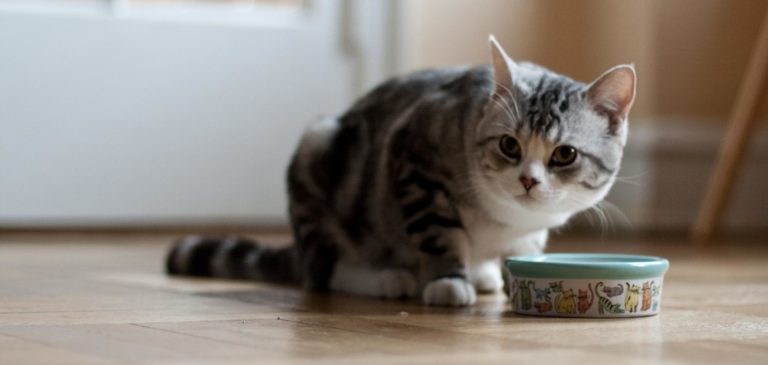 Alimentazione dei gatti: grassi sì o no?