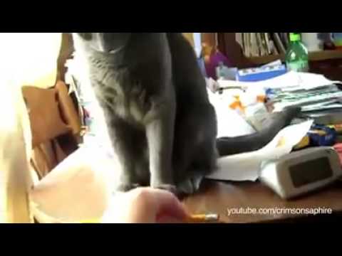 Gatti dispettosi