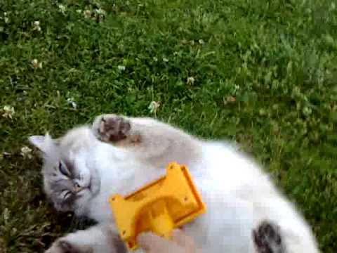 Gatto viziato