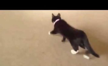 Jessi vs macchinina radiocomandata