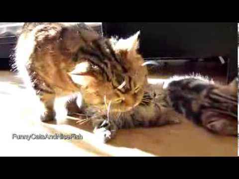 Mamma gatta e micini al risveglio