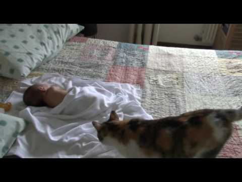 Primo incontro tra gatto e bebè