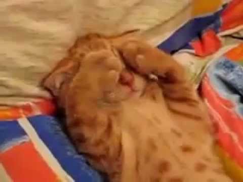 Kota, sveglia, il pranzo è pronto