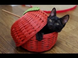 Che bella mela rossa!