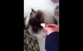 Gatto con le preferenze