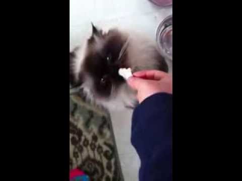 Gatto con le preferenze