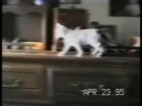 Gatti “matti”