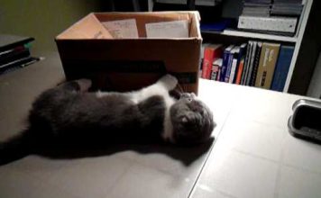 Munchkin gioca con la sua mamma