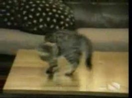 Gatti dispettosi e divertenti