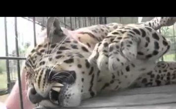 Cucciolo di leopardo chiede coccole