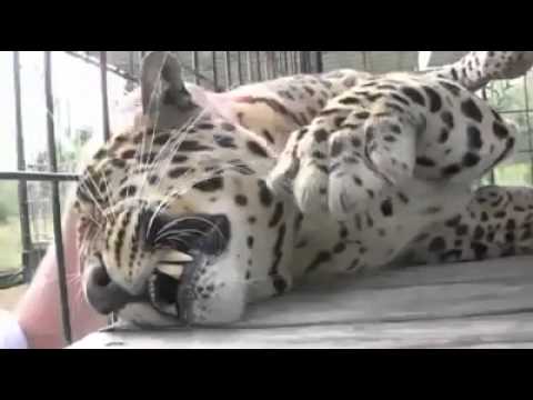 Cucciolo di leopardo chiede coccole