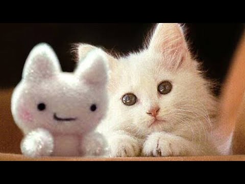 Molla quel peluche!