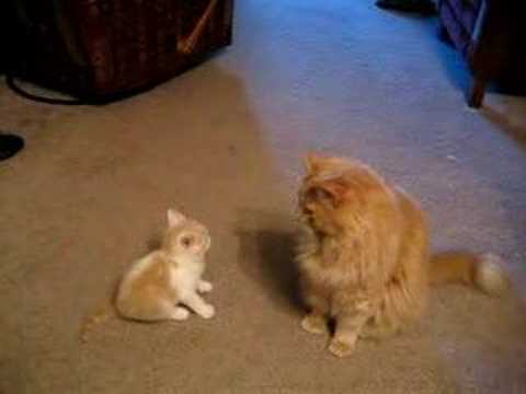 Gattino tenta di giocare con gatto adulto