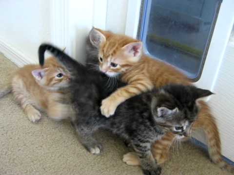 “Combattimento” tra gattini