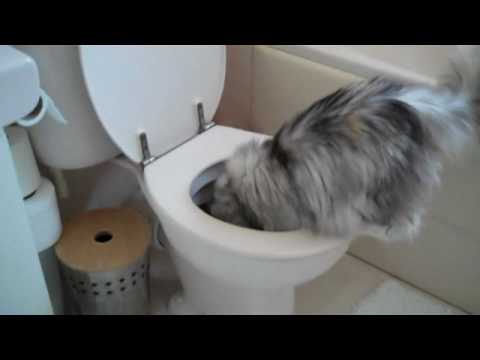Storm, un gatto come nessun altro