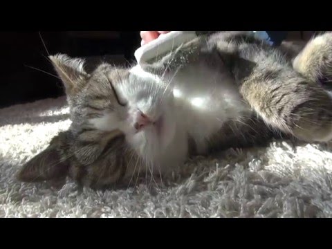 Maru si gode la spazzolata