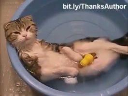 Simpatici gatti giocano con l’acqua