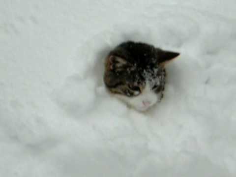 Elaine scava nella neve