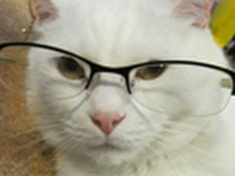 Jupiter, gatto parlante