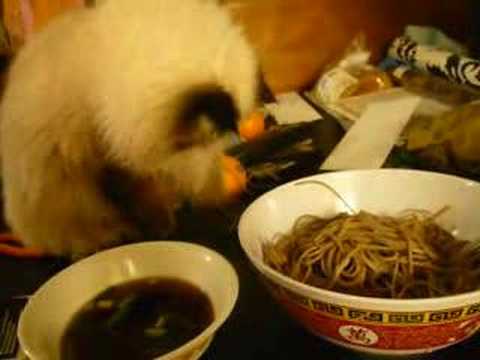 Gatto mangia con le zampe
