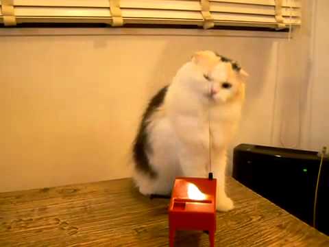 Gatto gioca con il theremin