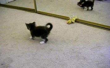 Gattino gioca davanti allo specchio