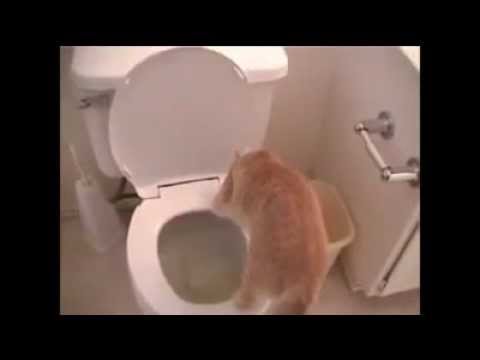 Gatti intelligenti
