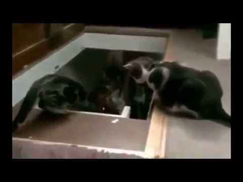 Dispetti tra gatti