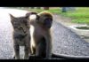 Gatto e scimmietta